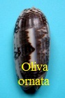 Oliva (Miniaceoliva) ornata, Marrat 1867